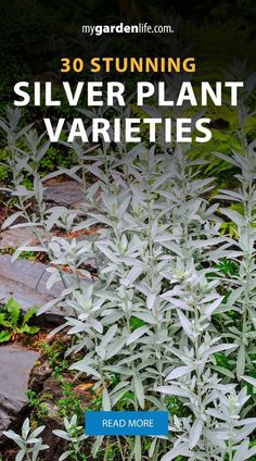 silver plant varieties with text overlay that reads, 30 stunning silver plant varieties read more