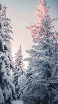 trees covered in snow with the sun shining through them and some pink light coming from behind