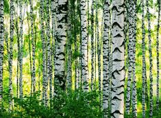 a group of trees that are next to each other in the woods with green leaves on them