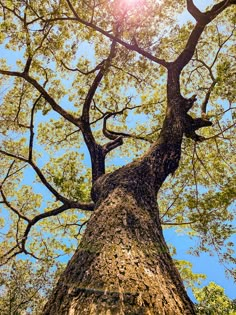 the sun shines brightly through the branches of a large, old - growth tree