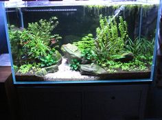 an aquarium with plants and rocks in it