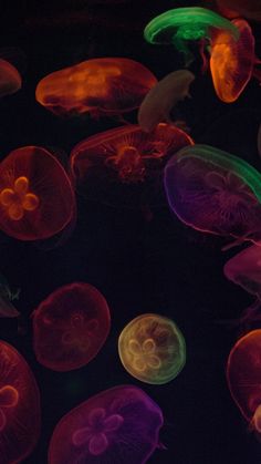 many jellyfish are glowing in the dark