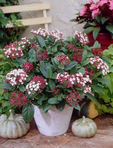 a potted plant with red and white flowers in front of some pumpkins on the ground