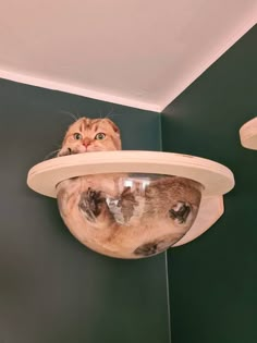 a cat sitting on top of a mirror in a room with green walls and ceiling