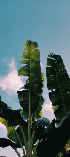 Banana Leaves Wallpaper, Notch Wallpaper, Banana Wallpaper, Banana Leaf Wallpaper, Iphone Wallpaper Landscape, Vintage Flowers Wallpaper, 1080p Wallpaper, Plant Wallpaper, Banana Leaves