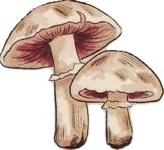 a drawing of two mushrooms on a white background