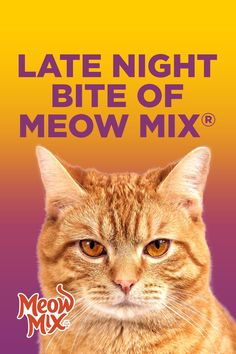 a close up of a cat with the words late night bite of meow mix