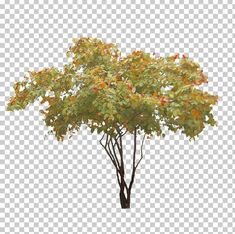 a tree with lots of leaves on it in front of a white background png clipart