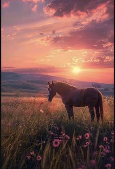 Sunset With Animals, Gorgeous Horse Photography, Cheval Aesthetic, Equestrian Aesthetic Wallpaper, Horse Pictures Wallpaper, Cute Horse Wallpapers, Horse Wallpaper Aesthetic, Cavalli Aesthetic, Wallpapers Horse