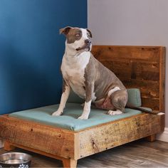 a brown and white dog sitting on top of a wooden bed with a blue pillow