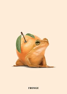 a frog sitting on top of an orange with the caption'fronce '