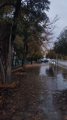 a wet sidewalk with trees and cars parked on it