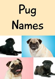 four pug names are shown in black, white, and light brown colors with the same dog's name on them