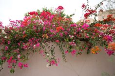 pink and red flowers growing on the side of a building