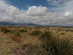 a field with tall grass and clouds in the background