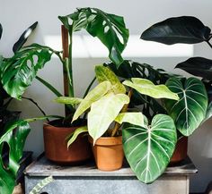 several potted plants are sitting on a table