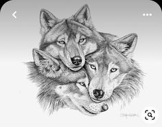 an image of three wolfs with their heads close together