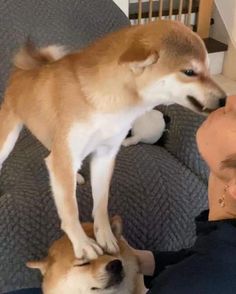 a man laying on top of a couch next to two small brown and white dogs