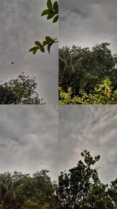 four different shots of trees and clouds in the sky