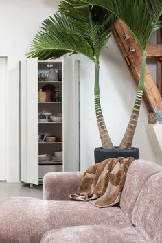 a palm tree in the corner of a living room next to a couch with a blanket on it