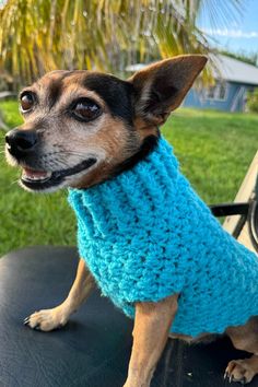 a small dog wearing a blue sweater sitting on top of a chair