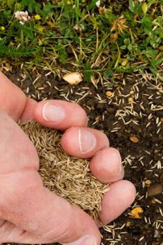 someone is holding their hand over the ground with grass in front of them and dirt on the ground