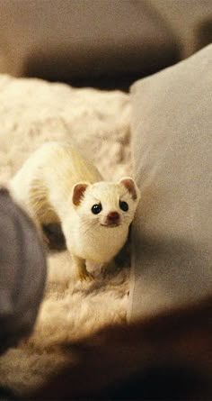 a small white animal sitting on top of a bed