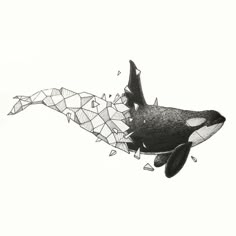 a drawing of a whale with an orca in its mouth