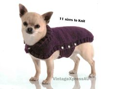 a small dog wearing a sweater with buttons