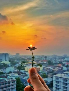 a person holding up a tiny plant with the sun setting in the background