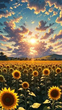 the sun is shining brightly over a field of sunflowers