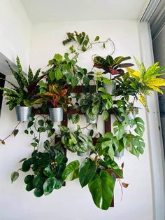 several potted plants are hanging on the wall