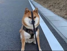 the dog is wearing a harness and sitting down on the street with his head tilted to the side