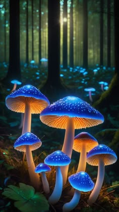 three glowing mushrooms in the forest