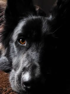 a black dog laying on top of a brown blanket