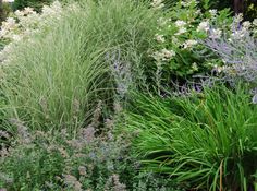 some very pretty flowers and plants in the grass