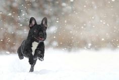 a small black dog running through the snow