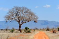 a dirt road in the middle of an open field with a lone tree on one side