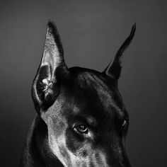 a black and white photo of a dog