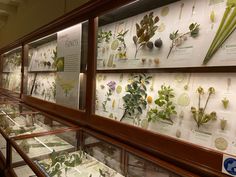 a display case filled with lots of plants