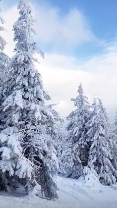 snow covered trees in the middle of a snowy landscape