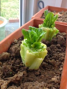 two lettuce plants are growing in the soil, and one plant is starting to sprout