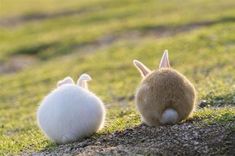 two small white rabbits sitting on top of a grass covered field next to each other