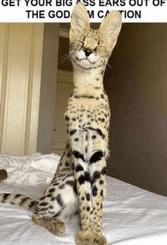 silly ass car with 𝒻𝓇ℯ𝒶𝓀𝓎 ears 😍😍 African Serval Cat, Cat Memes Hilarious, African Serval, Serval Cats, Silly Kitty