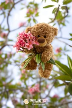 a brown teddy bear holding pink flowers in it's mouth while hanging from a tree