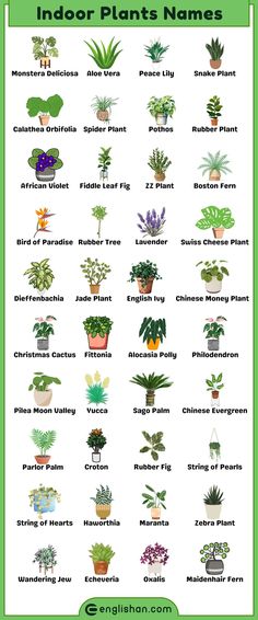 Learn Indoor Plants Names with Pictures Non Flowering Plants With Names, Indoor Plant Names, Indoor Plants Arrangements, Plants And Their Names, Types Of Indoor Plants, Indoor Plants Names, Verbs Nouns Adjectives, Word Dictionary, Plants Names