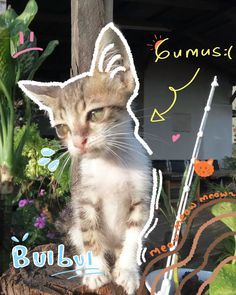 a small kitten sitting on top of a wooden stump next to a sign that says bumby