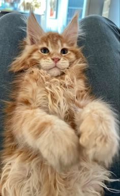 a fluffy orange cat sitting on its hind legs