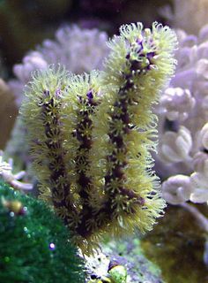 some very pretty looking corals in the water