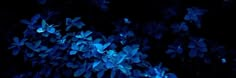 blue flowers are lit up in the dark